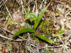Pterostylis banksii