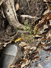 Bidens discoidea
