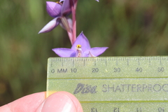 Thelymitra nuda