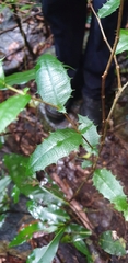 Graptophyllum reticulatum