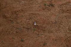 Sitana marudhamneydhal