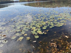 Nuphar advena