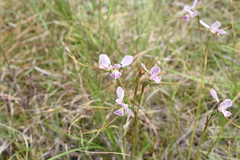 Diuris punctata