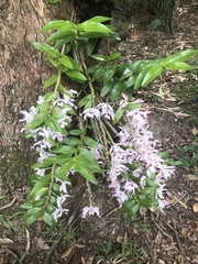 Dendrobium