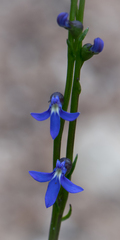 Lobelia gibbosa