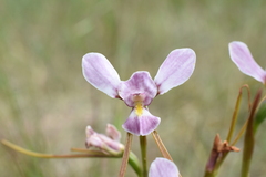 Diuris punctata