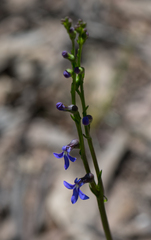 Lobelia gibbosa