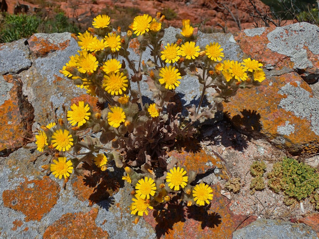 Andryala arenaria