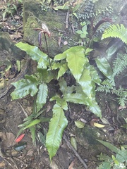 Tectaria harlandii