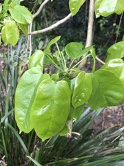 Sterculia quadrifida