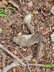 Varanus albigularis albigularis