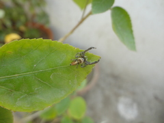 Thyene imperialis
