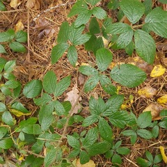 Rubus polonicus