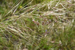 Austrostipa mollis