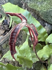 Tectaria harlandii