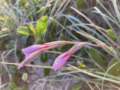 Gladiolus gueinzii
