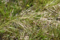 Austrostipa mollis