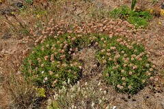 Armeria berlengensis