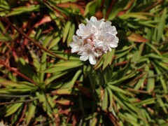 Armeria berlengensis