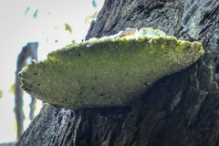 Laetiporus portentosus