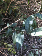 Capparis arborea