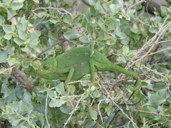 Chamaeleo chamaeleon chamaeleon