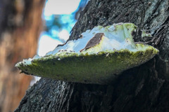 Laetiporus portentosus