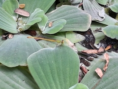 Ceriagrion coromandelianum