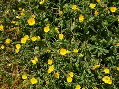 Calendula suffruticosa