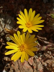 Calendula suffruticosa