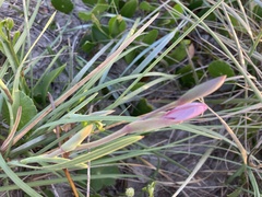 Gladiolus gueinzii