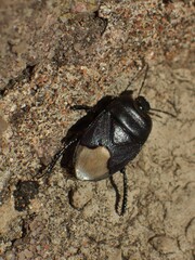 Cydnus aterrimus