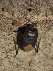 Cydnus aterrimus