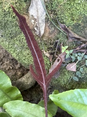 Tectaria harlandii