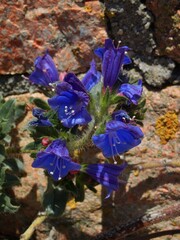 Echium rosulatum