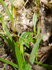 Pterostylis banksii