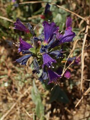 Echium rosulatum