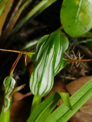 Pterostylis banksii