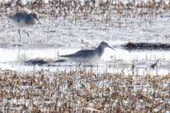 Calidris tenuirostris