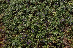Echium rosulatum