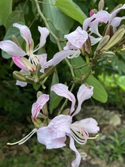 Bauhinia purpurea