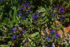 Echium rosulatum