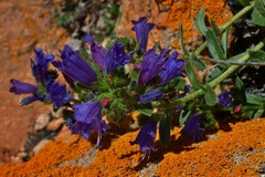 Echium rosulatum