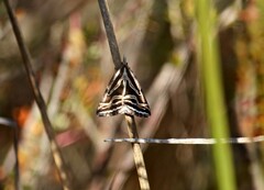 Dichromodes confluaria