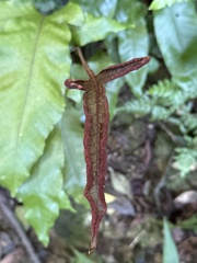 Tectaria harlandii