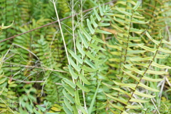 Pellaea falcata