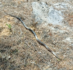 Pseudonaja affinis affinis