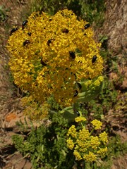 Heliotaurus ruficollis