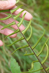 Pellaea falcata