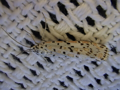 Utetheisa pulchelloides